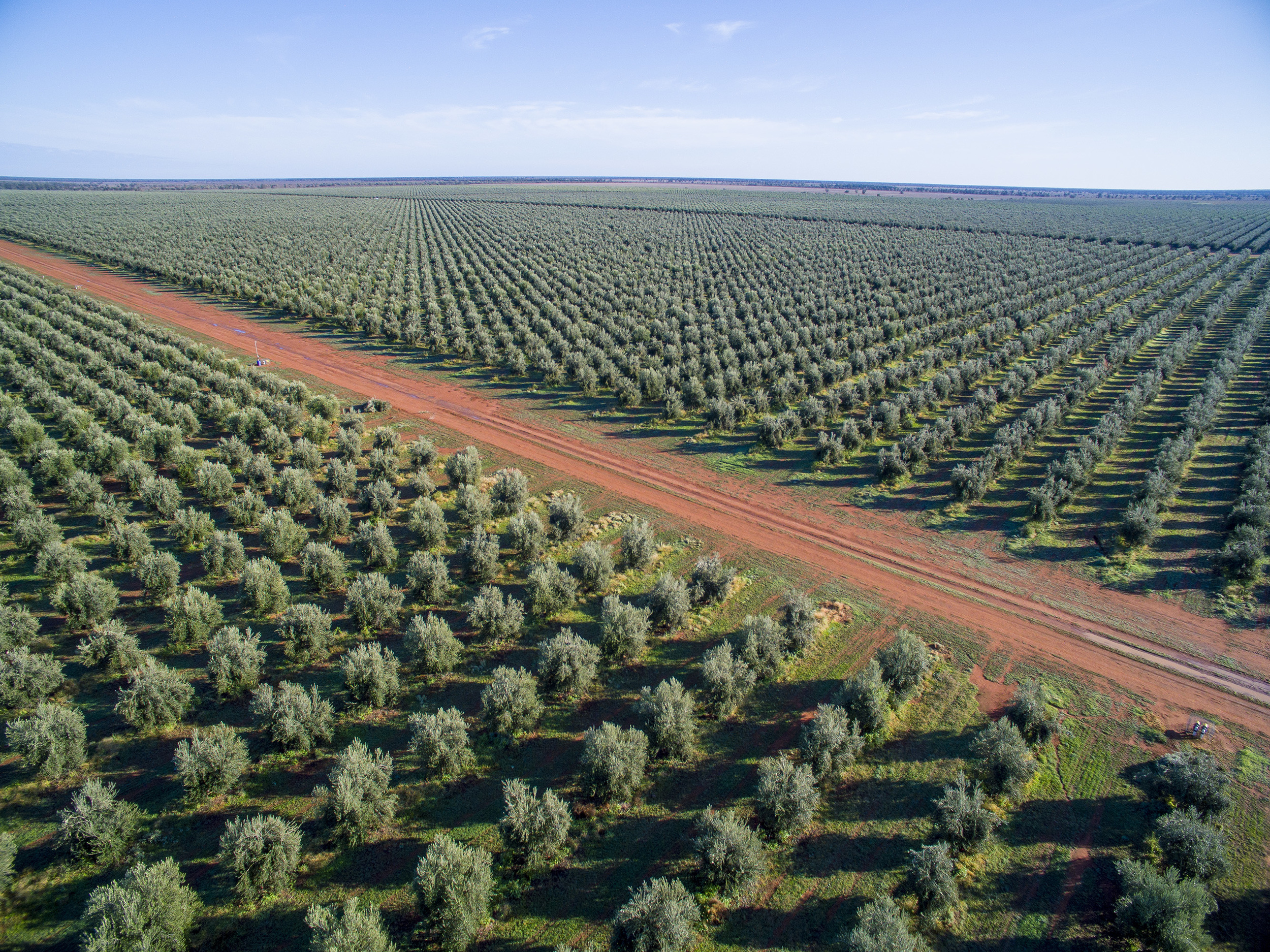 Tree Tops Olive Grove and Factory WEB 042.jpg