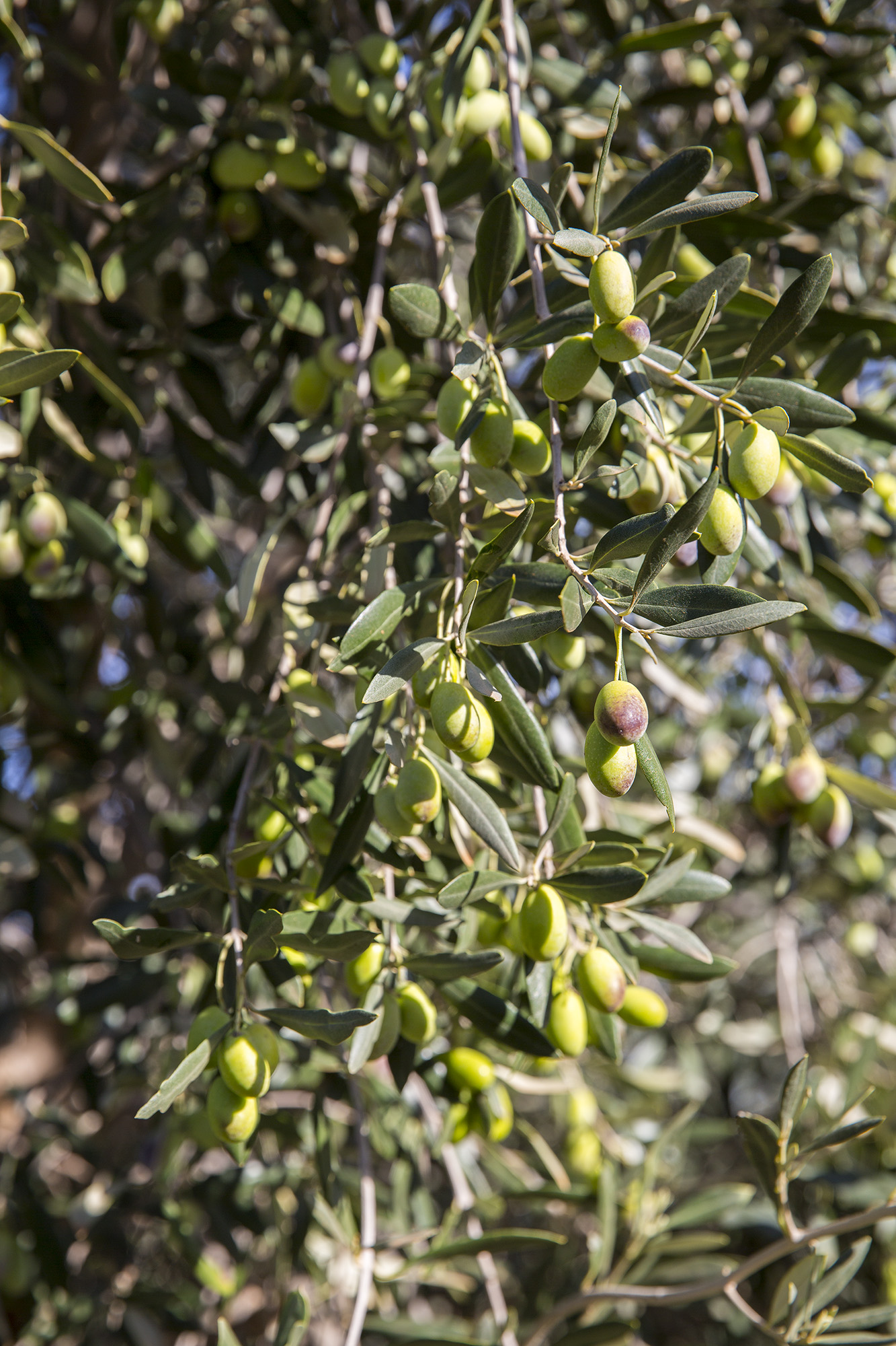 Tree Tops Olive Grove and Factory WEB 068 (1).jpg