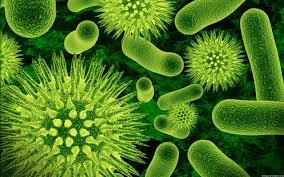 viruses.jpg