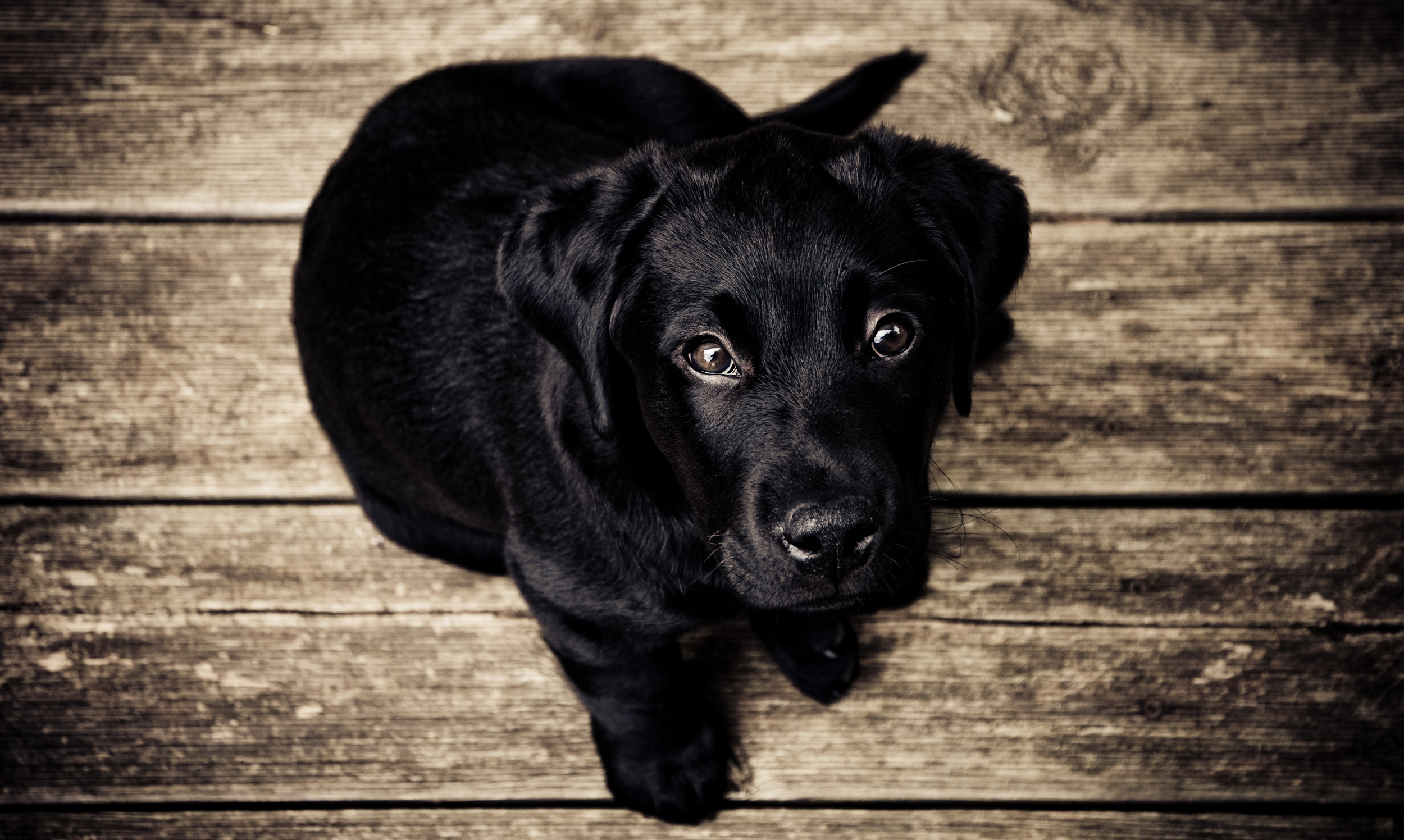 This dog is also wondering where half the year went...or if you have food. Probably food.