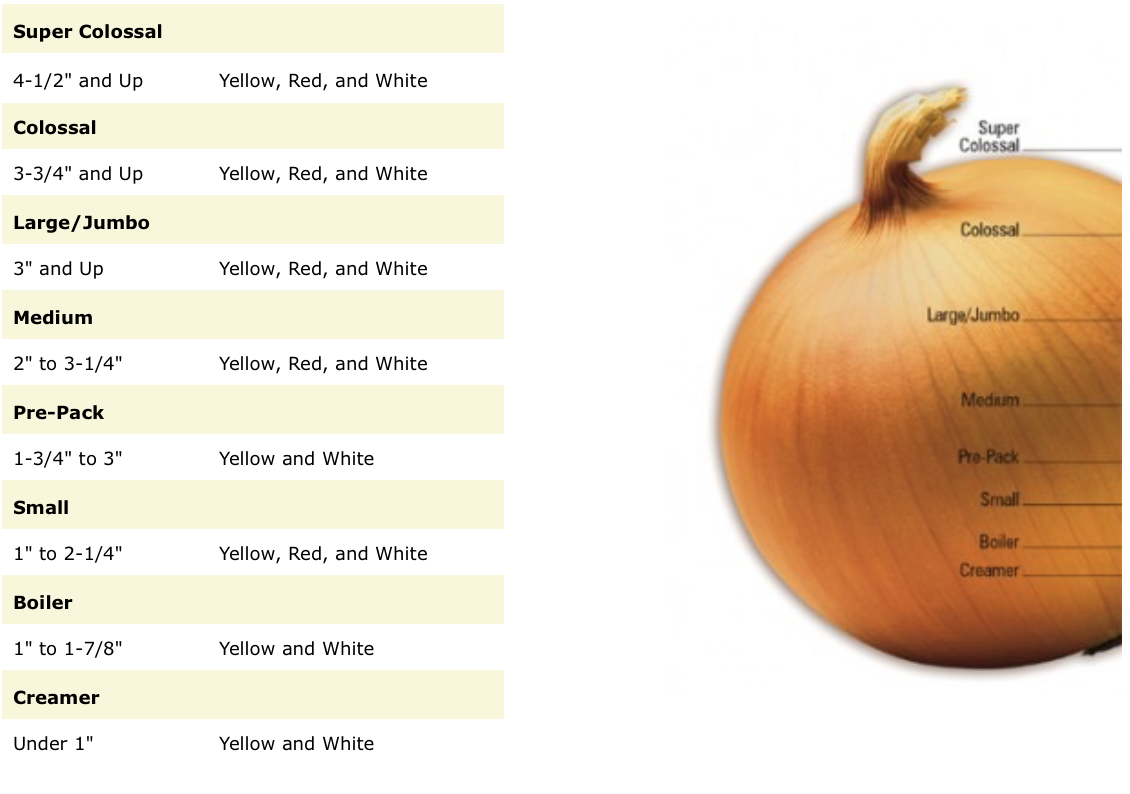 Onion Facts ByBee Produce LLC onion-facts-bybee-produce-llc
