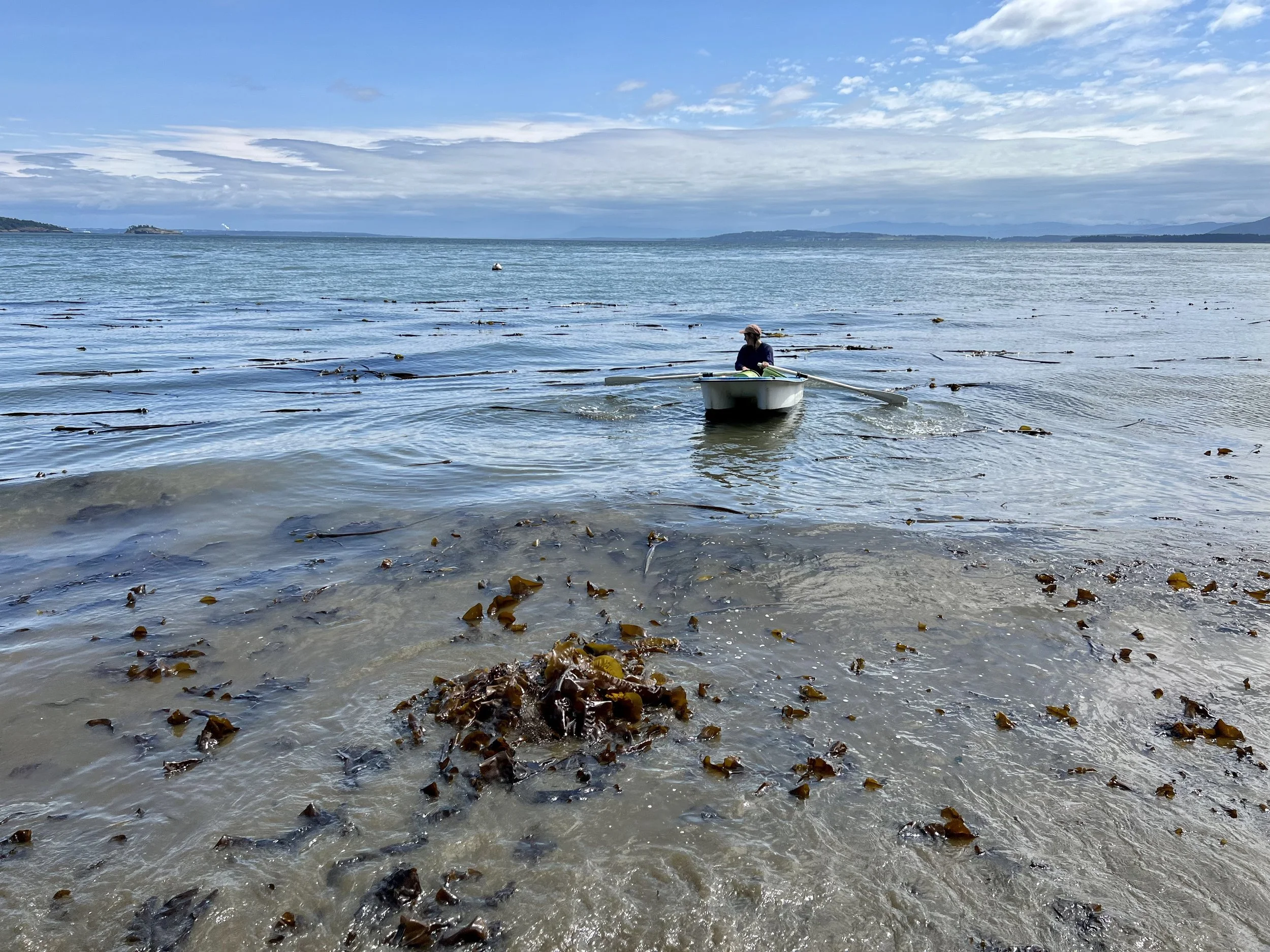 seaweed harvest.jpg
