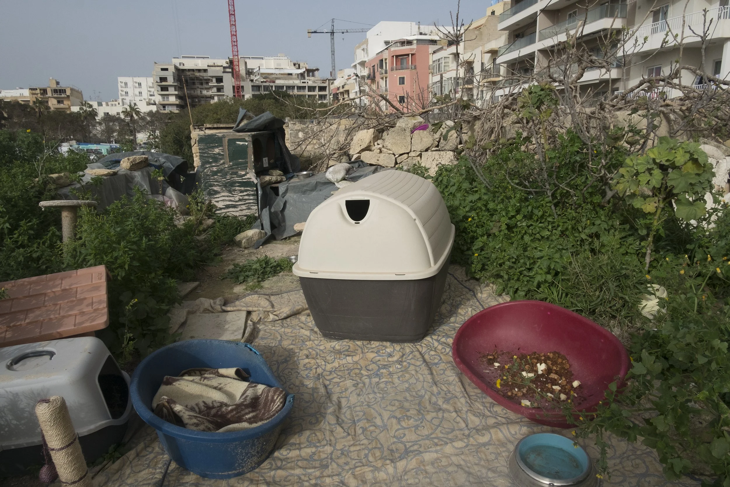Cat homes in field