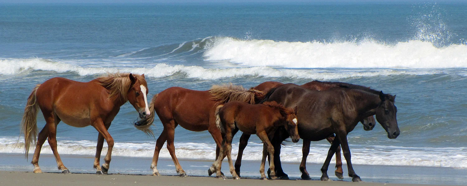 wild ponies.jpg