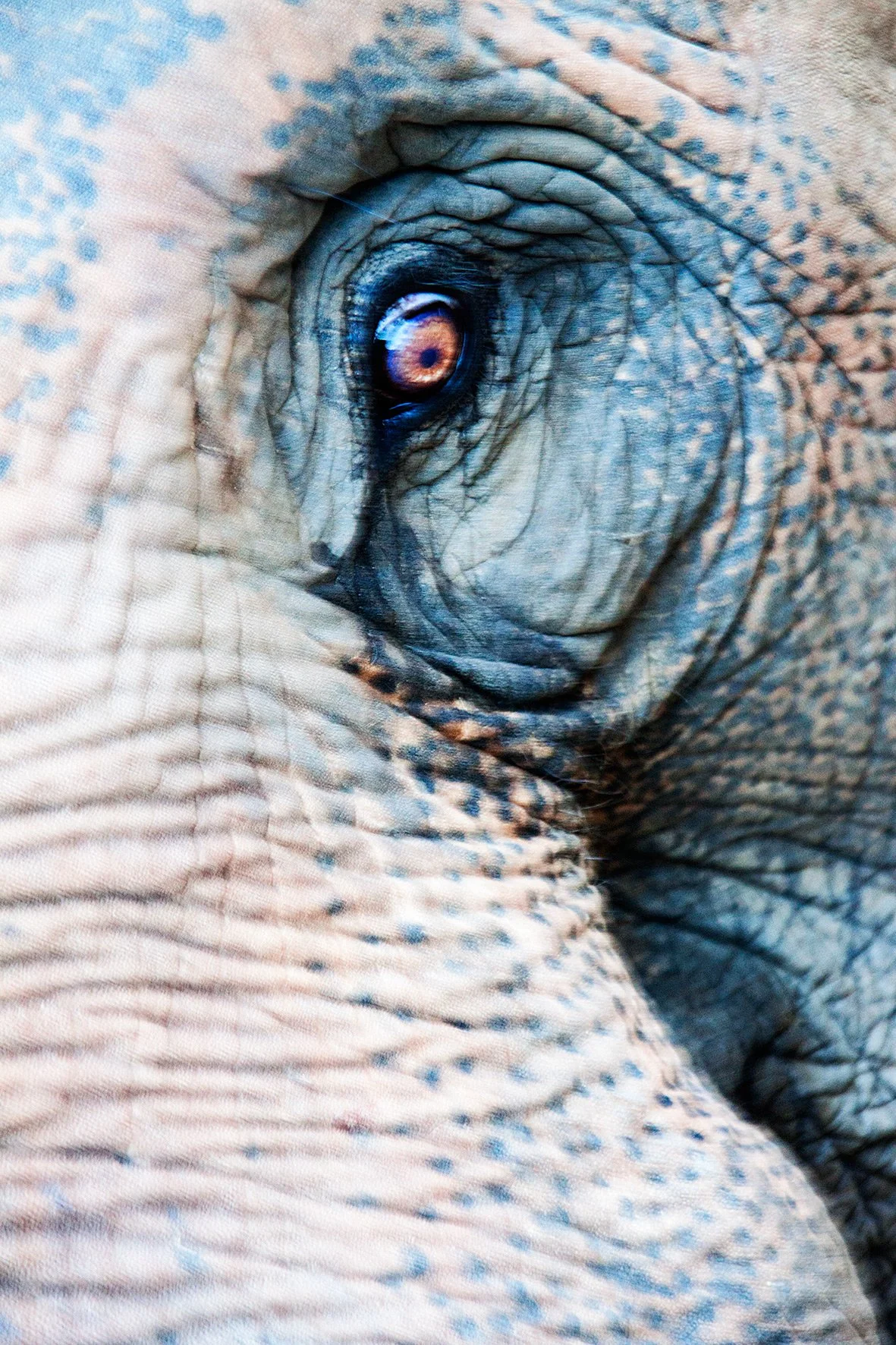 First plan rapproché d'une partie de la tête d'un éléphant, mettant en évidence sa peau rugueuse et ses plis, avec un œil prominent.