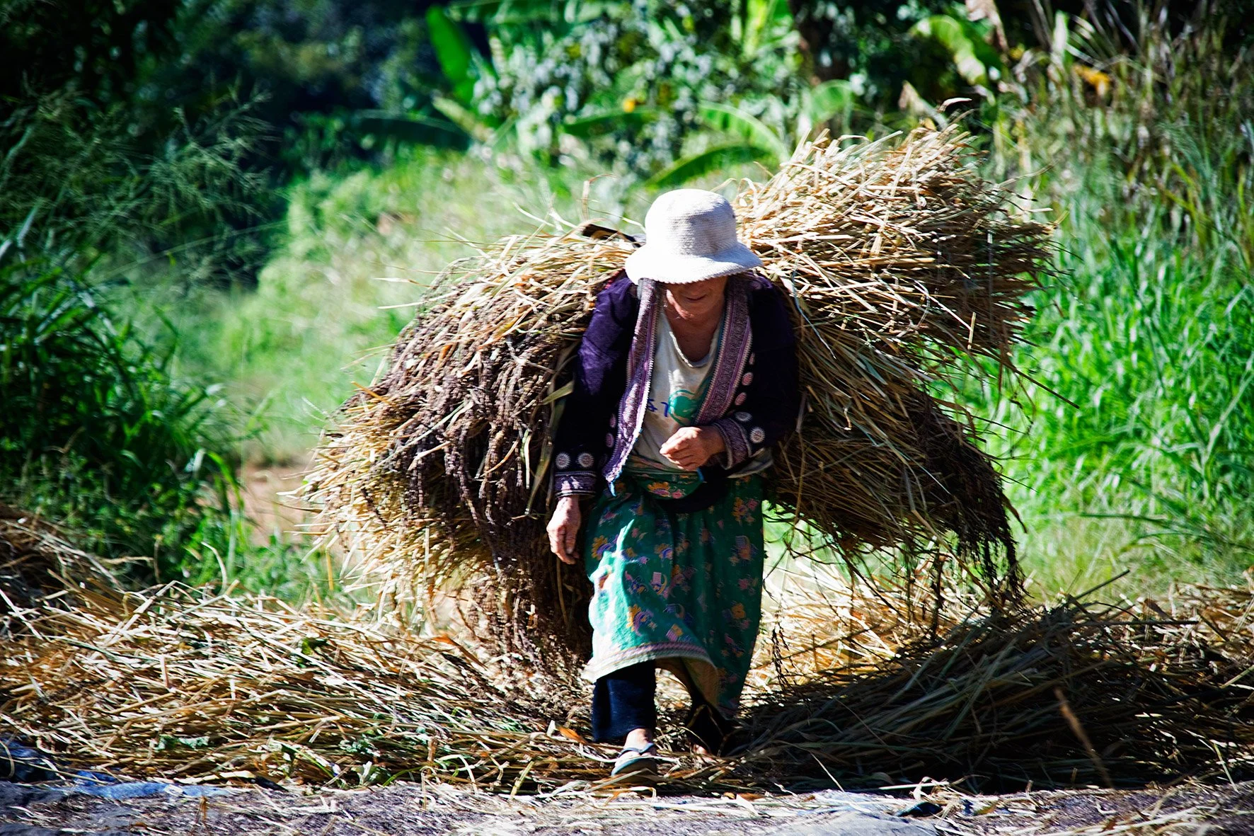 Femme portant un chapeau blanc, sexy, et vêtue de vêtements traditionnels ramassant du chaume dans un champ vert.