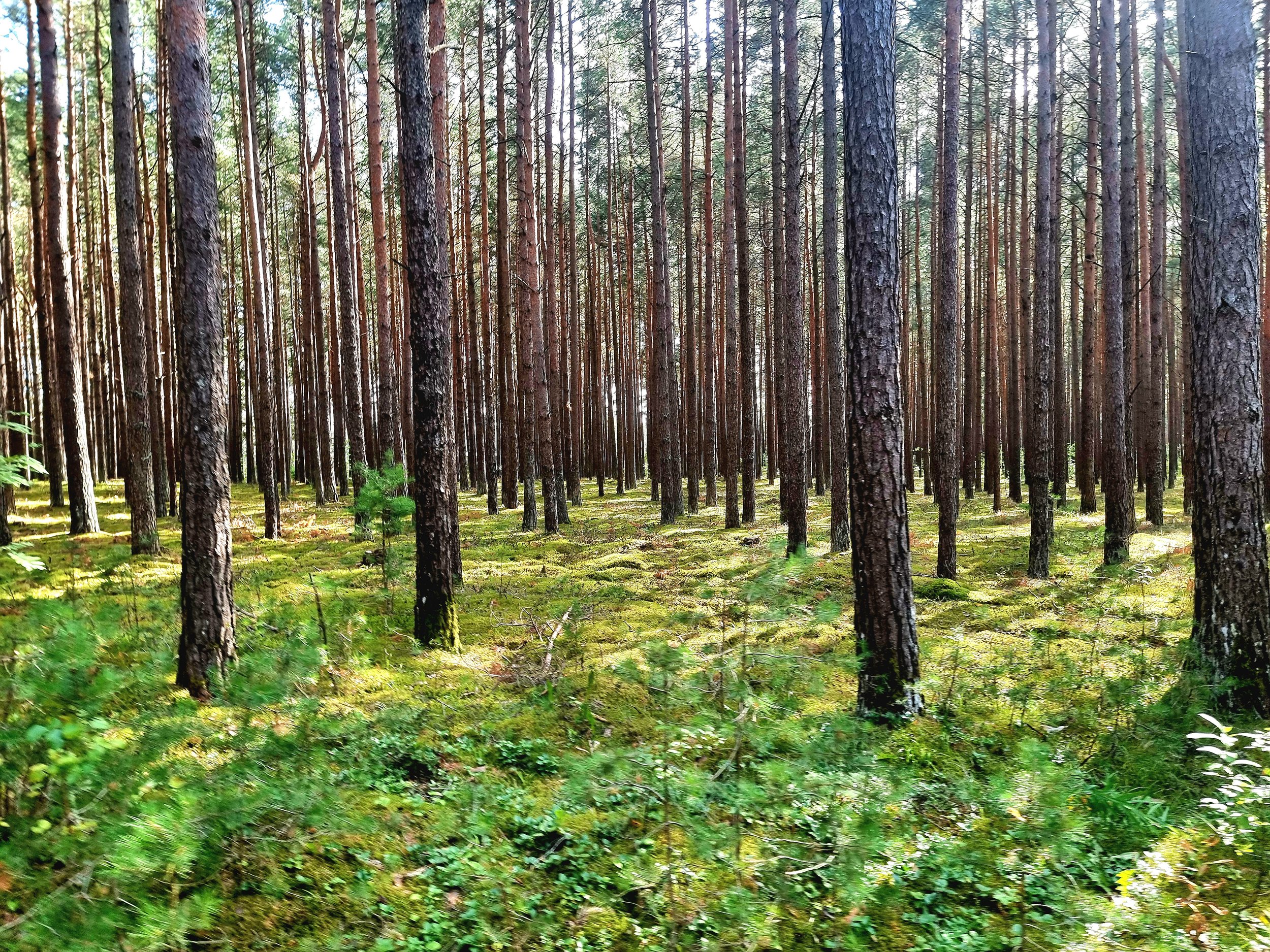 Forêt avec de nombreux arbres élancés et sol recouvert de mousse verte.