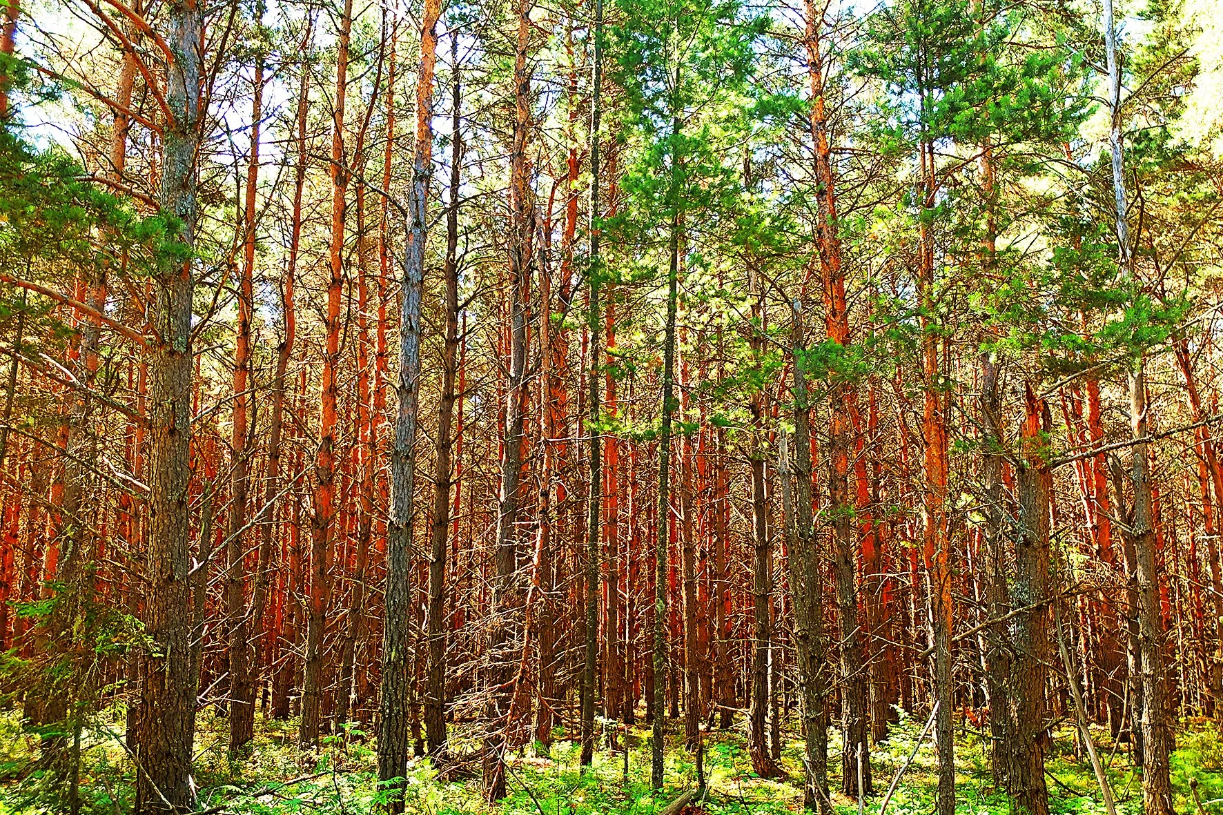 Une forêt dense avec de nombreux arbres aux troncs marron et vert, sous un ciel en zone lumineuse, avec de la végétation verte sur le sol.