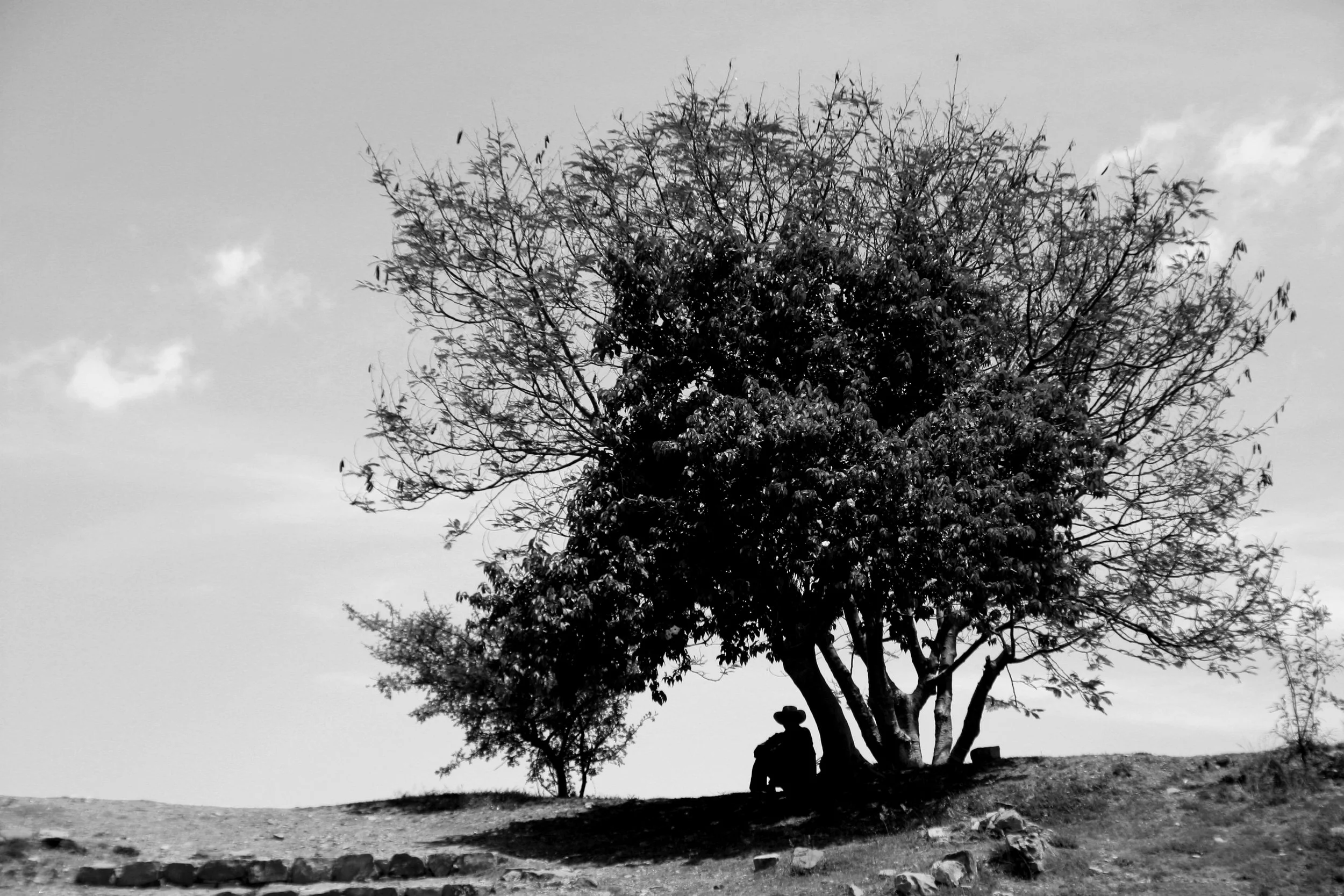 Silhouette d'une personne assise sous un arbre sur une colline, paysage en noir et blanc.