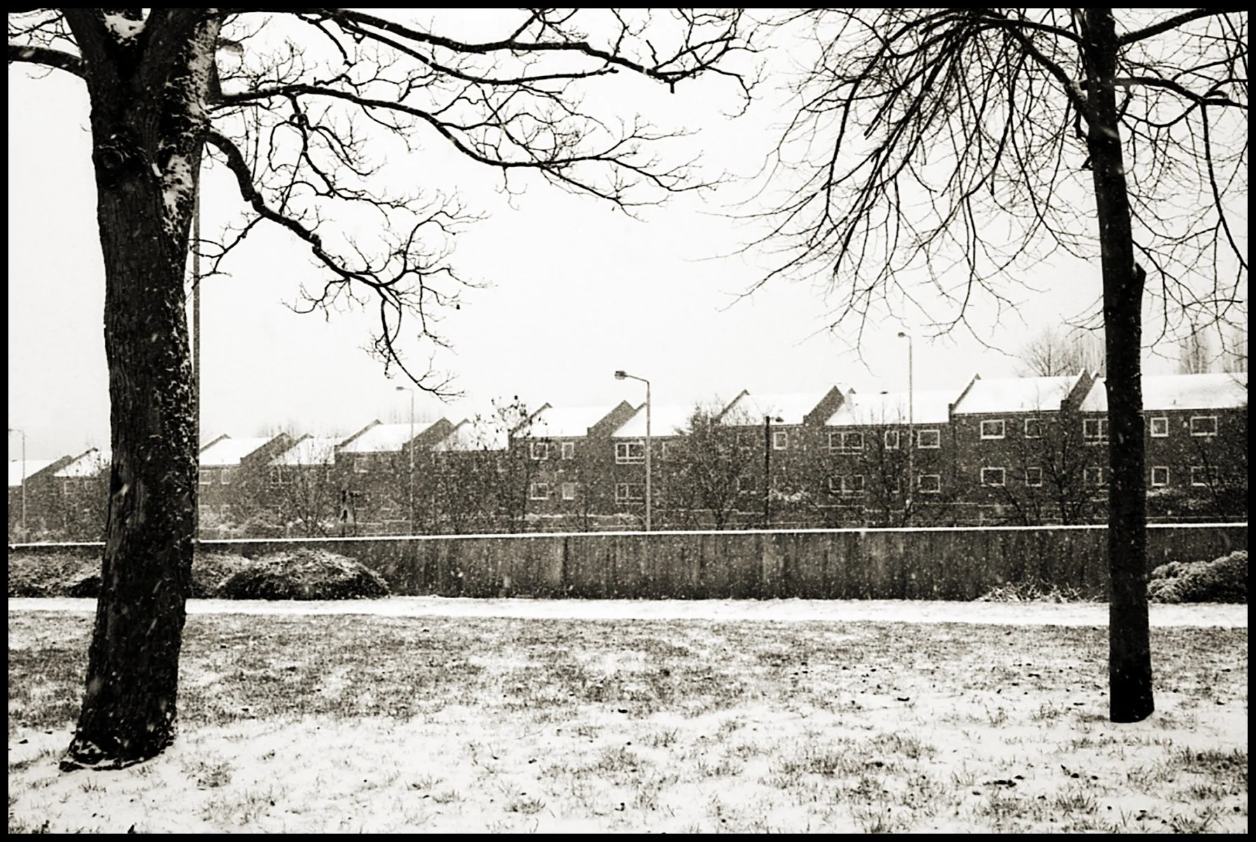 Parc urbain enneigé avec deux arbres sans feuilles au premier plan, une clôture en métal, des maisons résidentielles en arrière-plan, et de la neige tombant doucement.