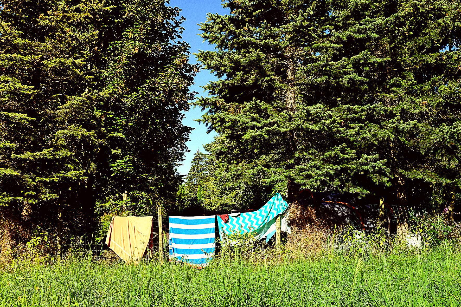 Vêtements suspendus à une corde à linge devant un grand arbre vert avec un ciel bleu en arrière-plan.