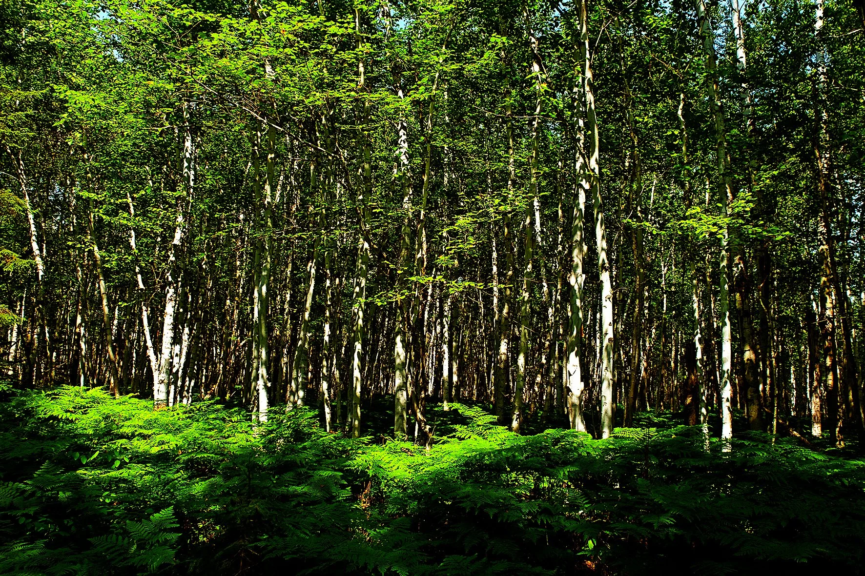 Une forêt dense avec des arbres hauts et des feuilles vertes abondantes, sous un ciel clair.