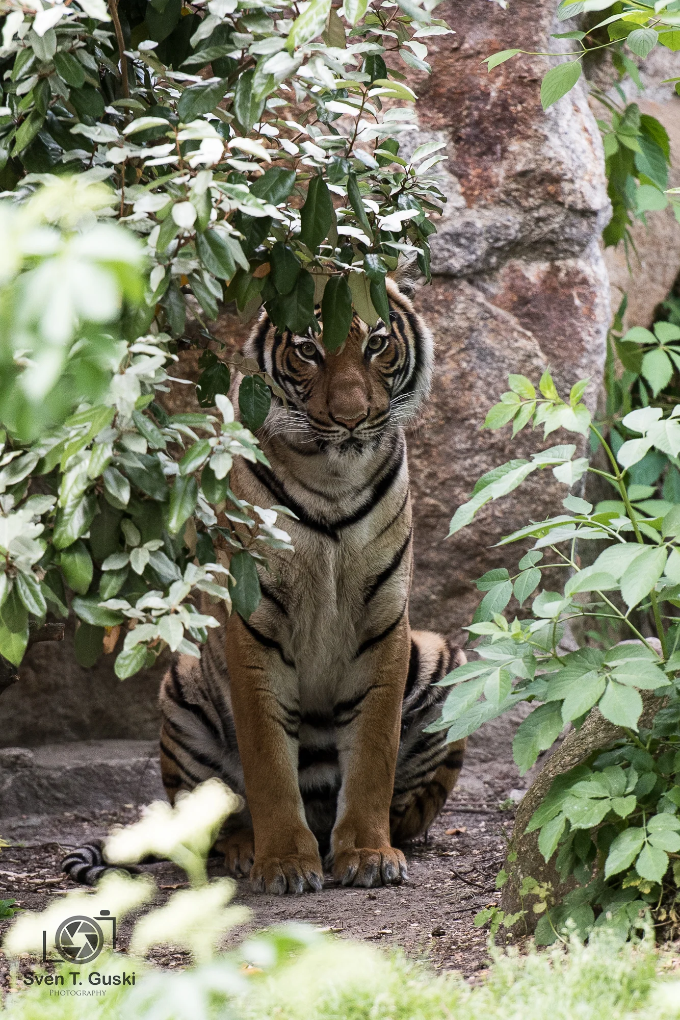 Ah ein Tiger ist auf dem Bild gewesen ... 