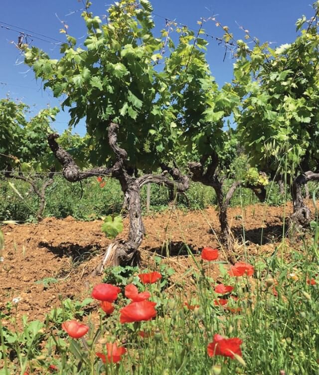 Sant&eacute; sant&eacute; ros&eacute;!
20% OFF - C&ocirc;tes de Provence ros&eacute; six pack from Domaine de Marchandise located between St Tropez &amp; Cannes, a few miles from the Mediterranean sea.

Order now &amp; join us for an InstaLive tastin