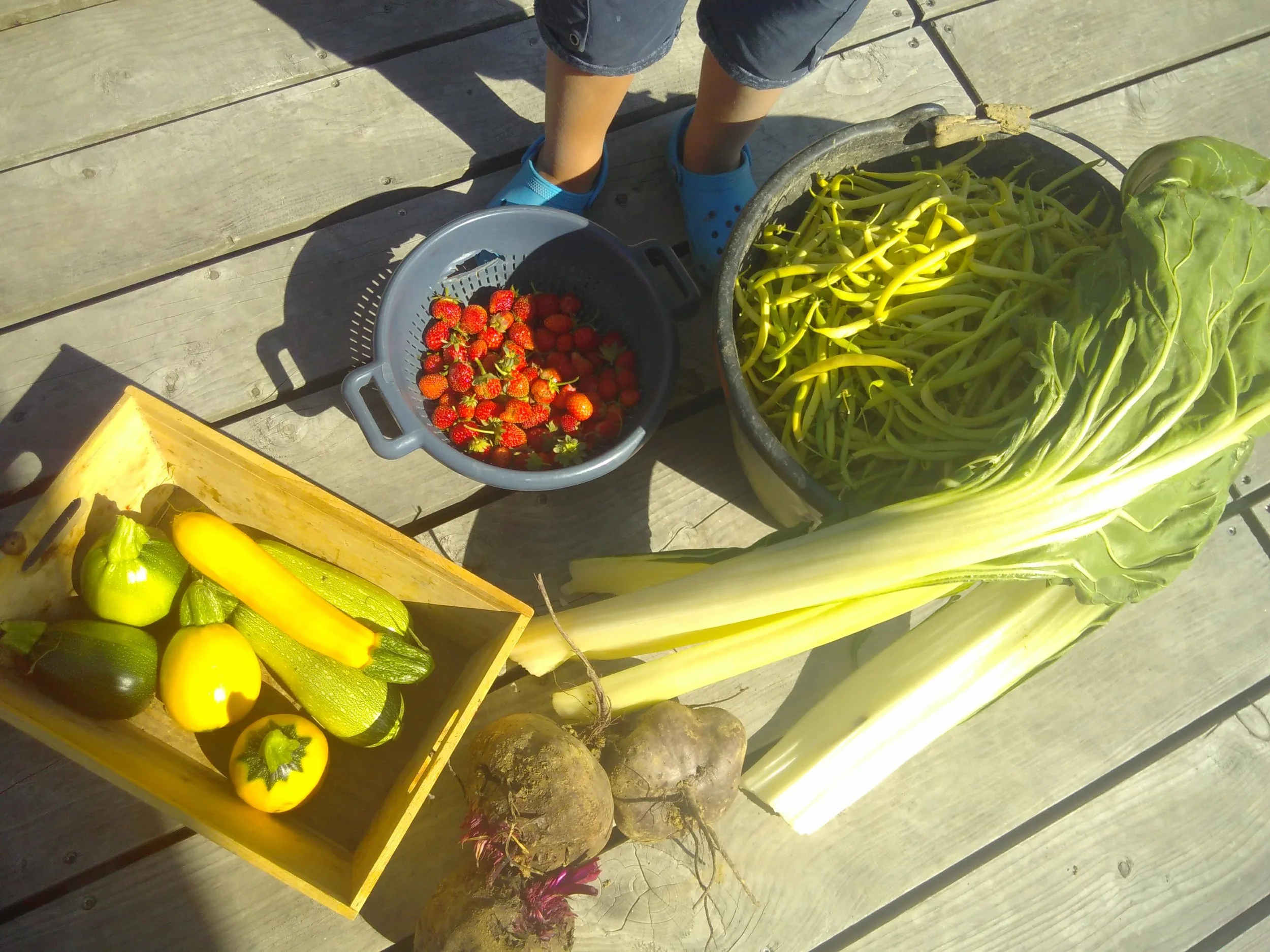 Beans, chard, courgettes, beetroot and strawberries... yum!