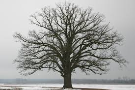 tree in winter.jpeg
