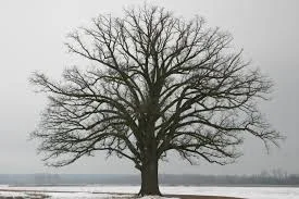 A Tree in Winter