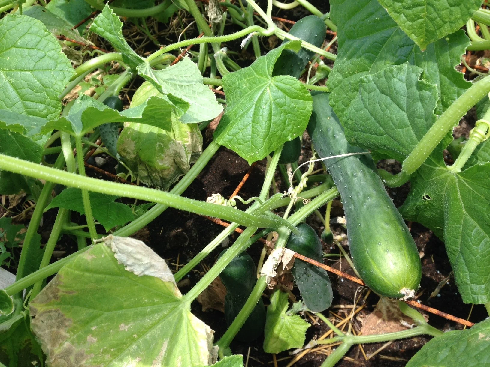 garden 3 20180712.jpg