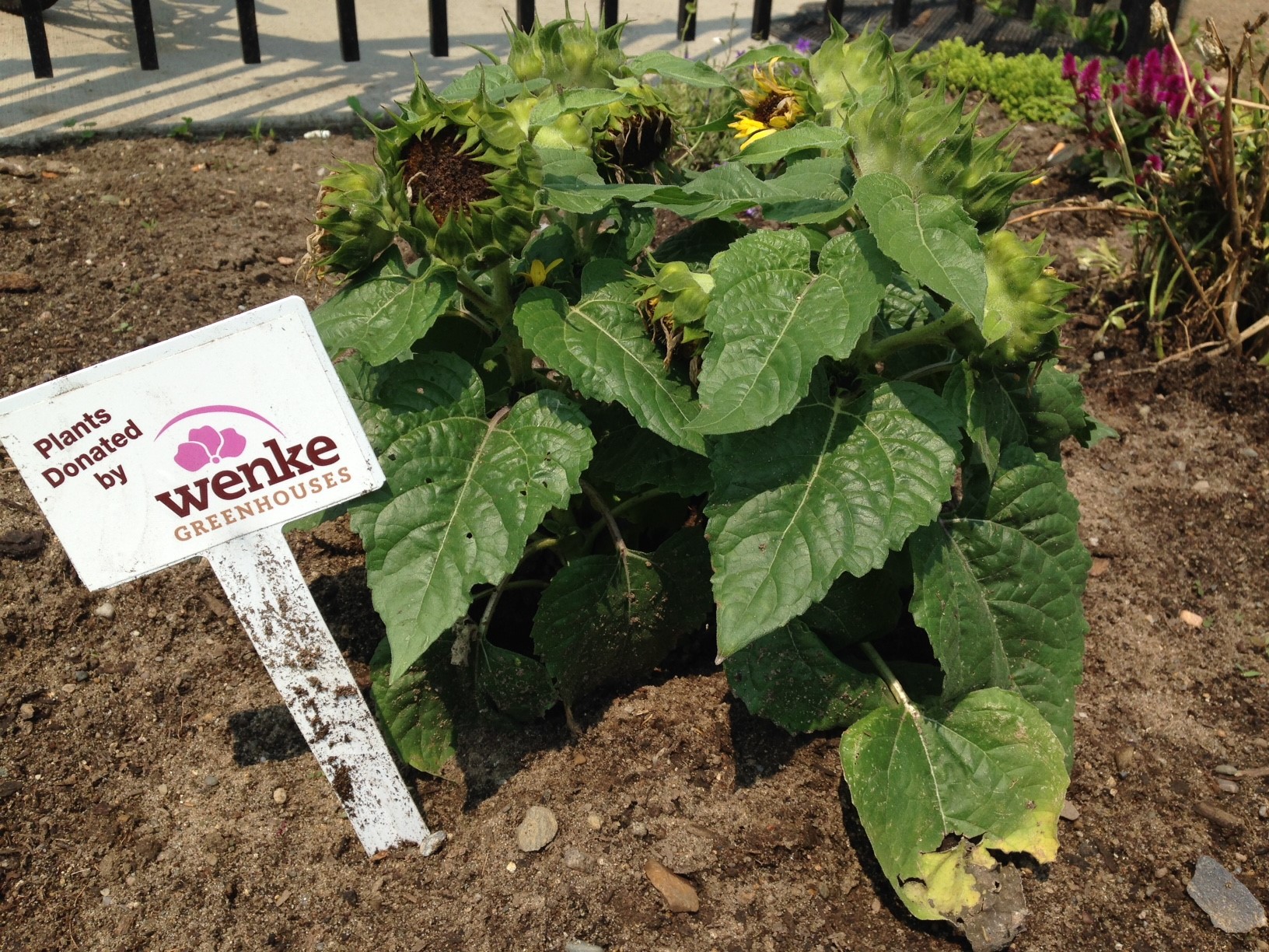  Thanks to Wenke Greenhouses for donating the flowers that beautify the perimeter of our garden! 