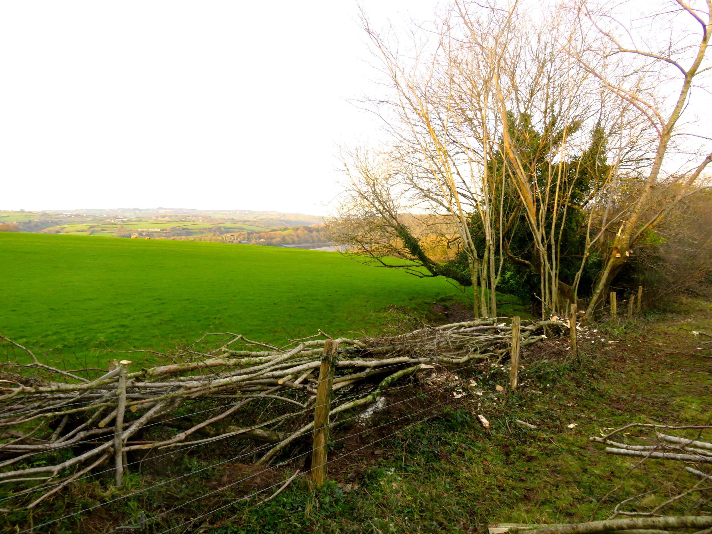hedge laying services South Devon Cornwall Plymouth services UK south west England Chris Bond