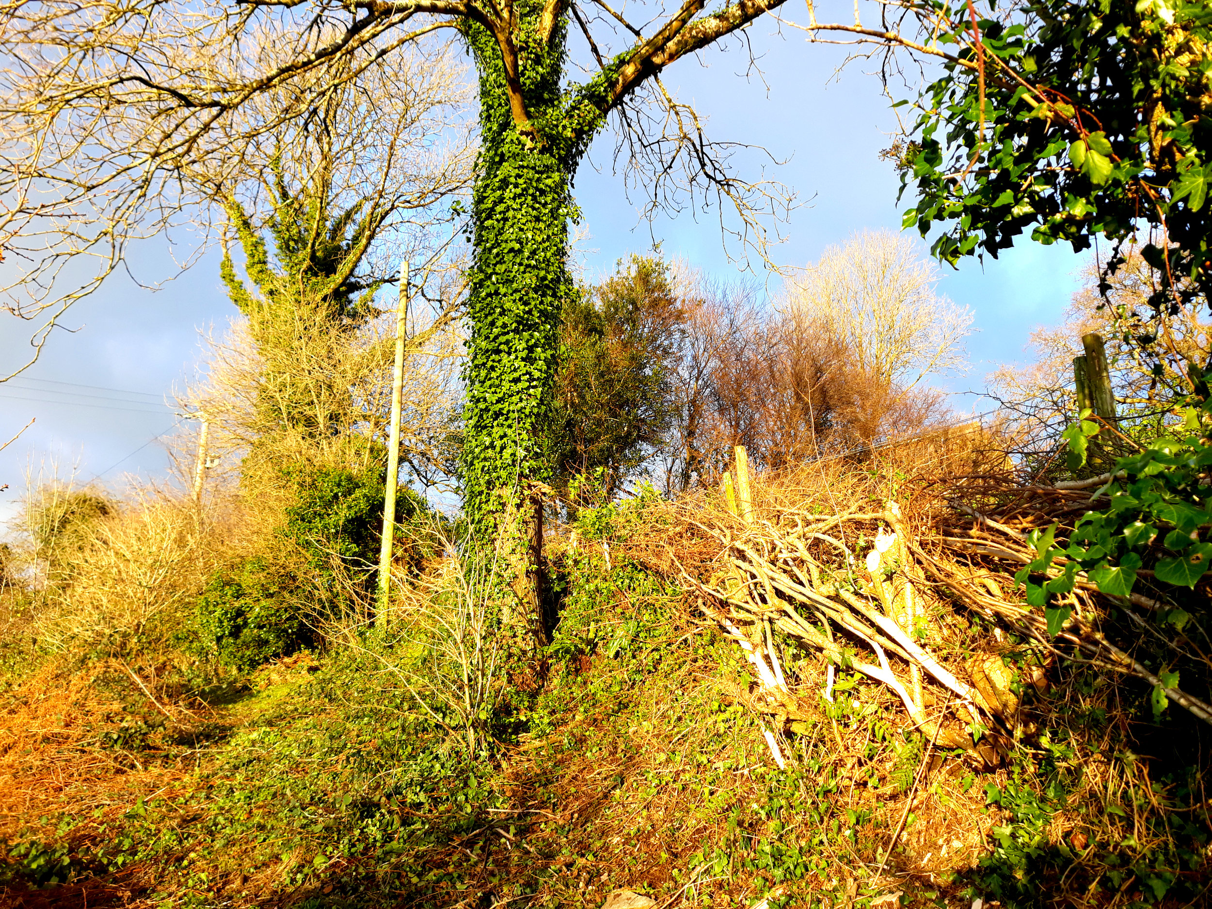  hedge laying services South Devon Cornwall Plymouth services UK south west England Chris Bond