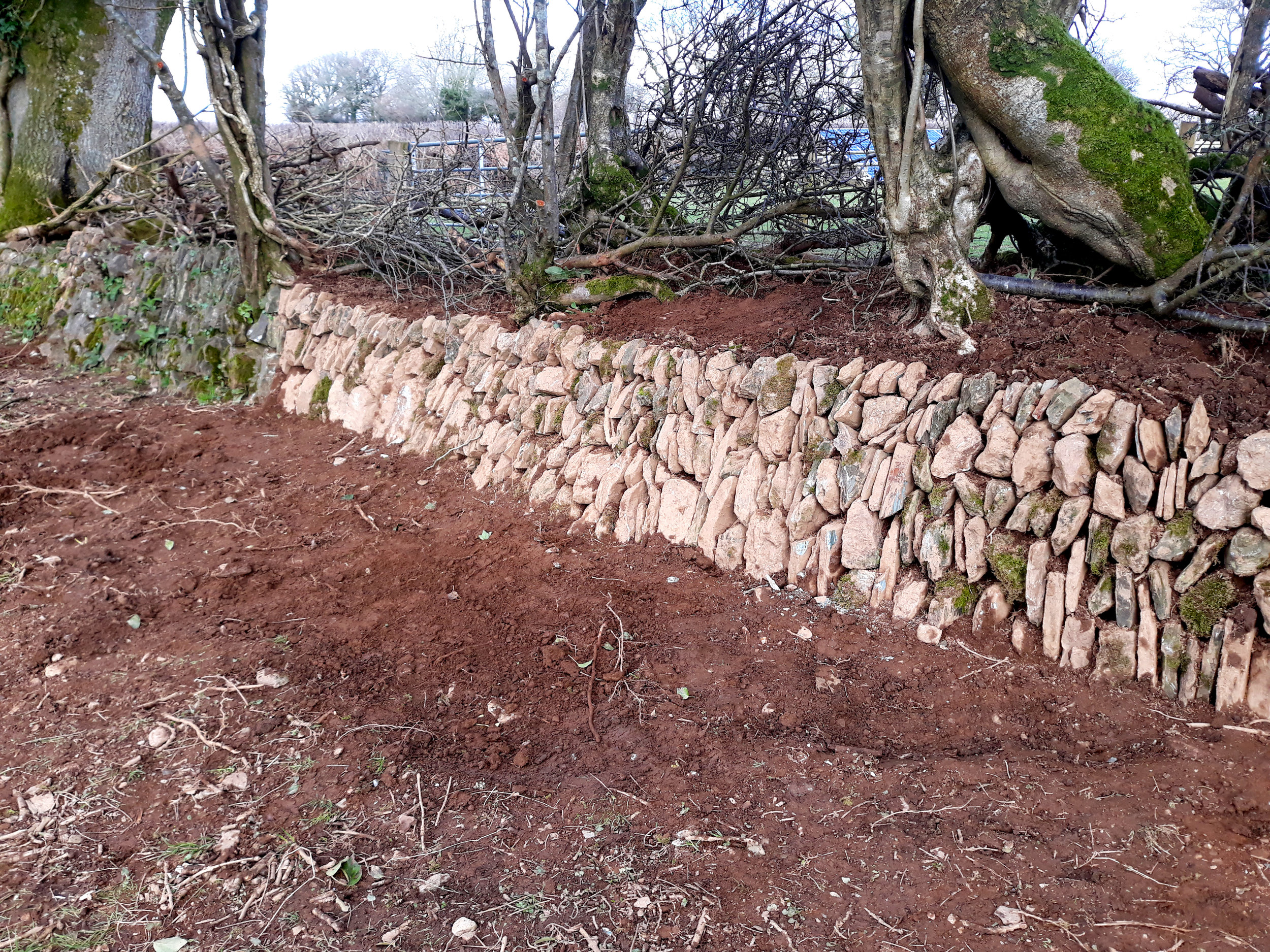 dry stone walling hedge laying South Devon Cornwall Plymouth services UK south west England Chris Bond 