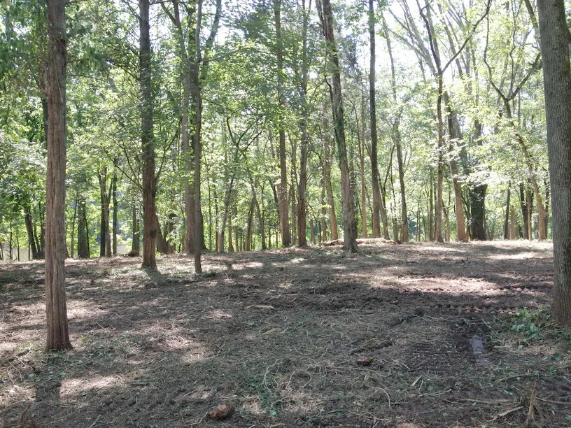 After invasive plant removal