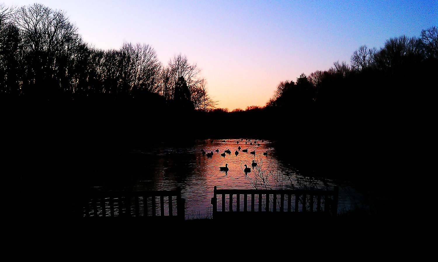 Linda Park Mountain Lakes Sunset Ducks.jpg