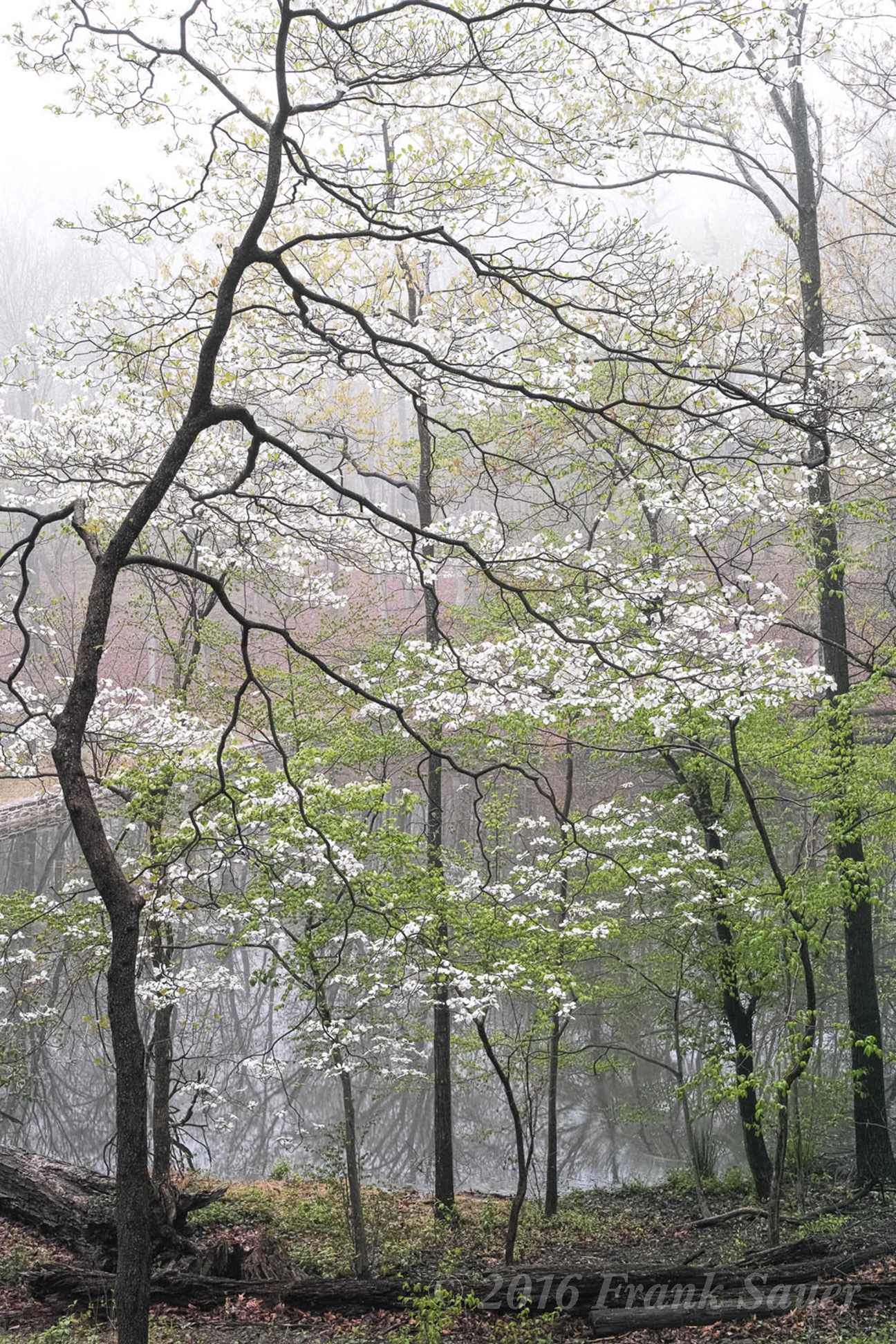 Dogwood by Frank Sauer