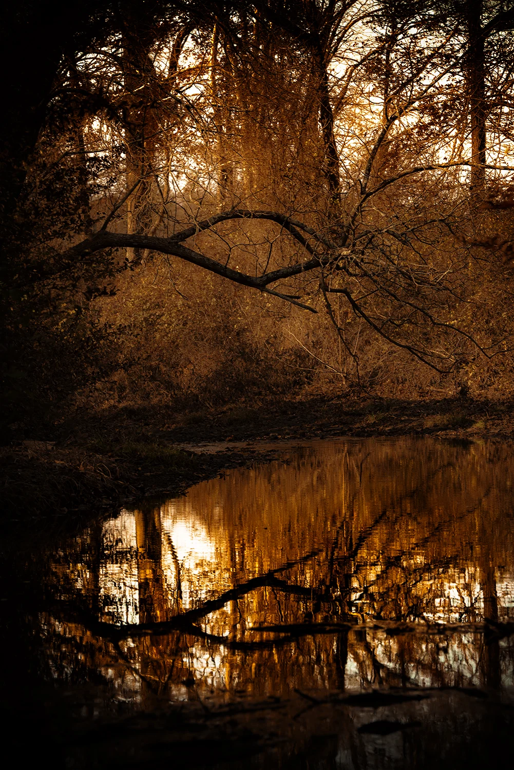First Place, Bridge Vista by Monika Reimitz
