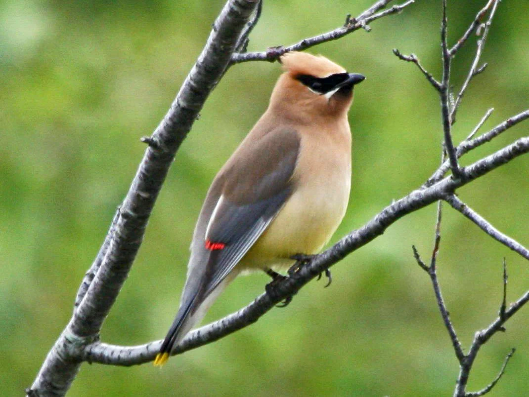 Cedar Waxwings are fairly common if you know where to look. They can be found along wood edges near a water source. 