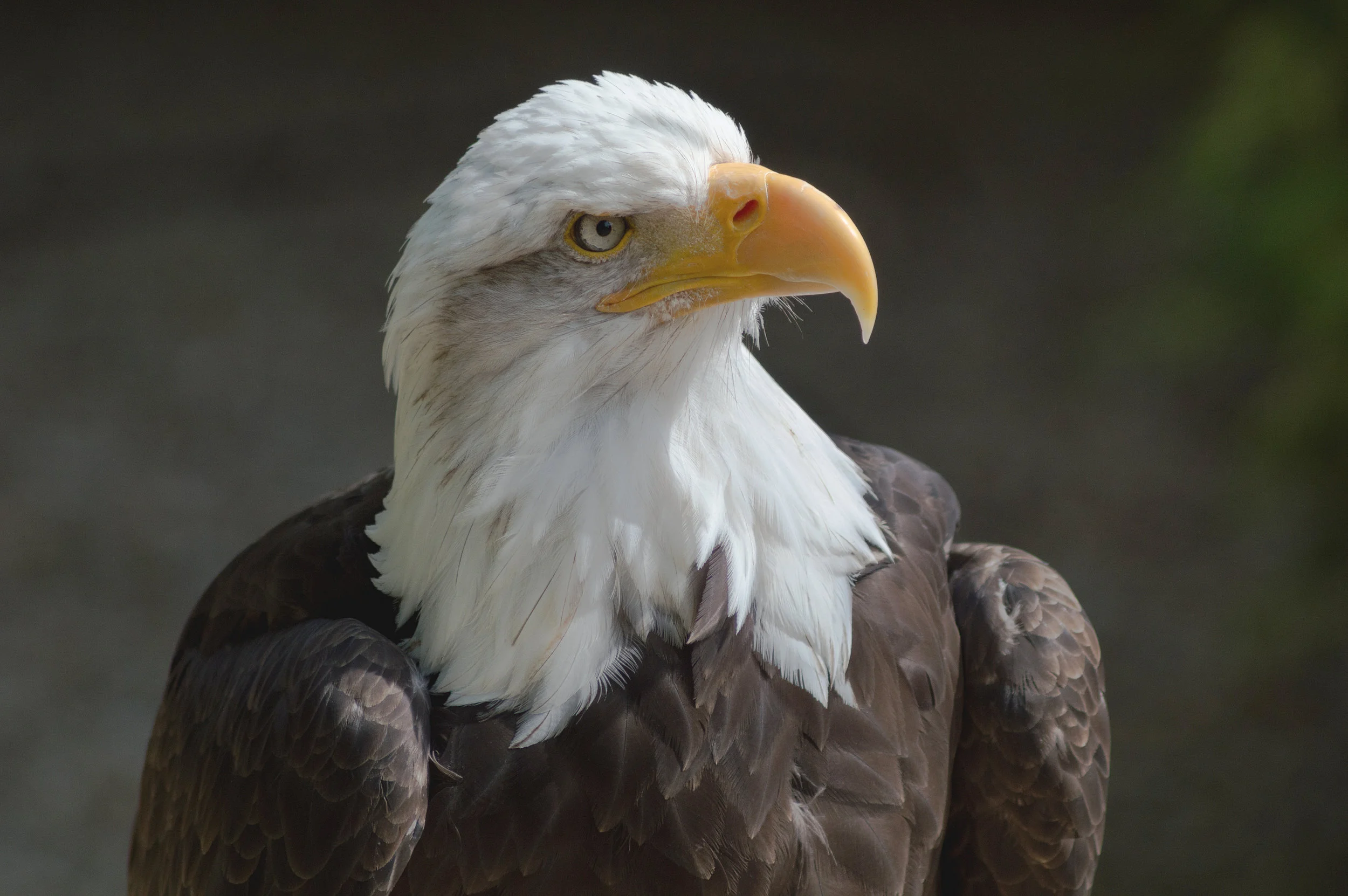 Although there is no Bald Eagle nest at Mountain Lakes, there have been several sightings of eagles flying over. 