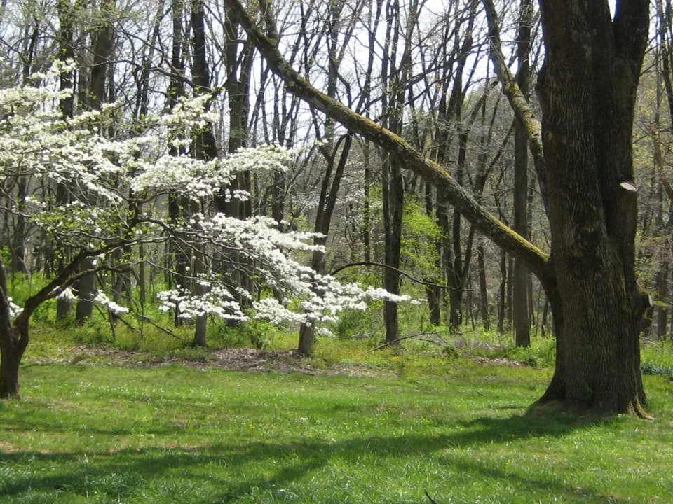 dogwood .jpg