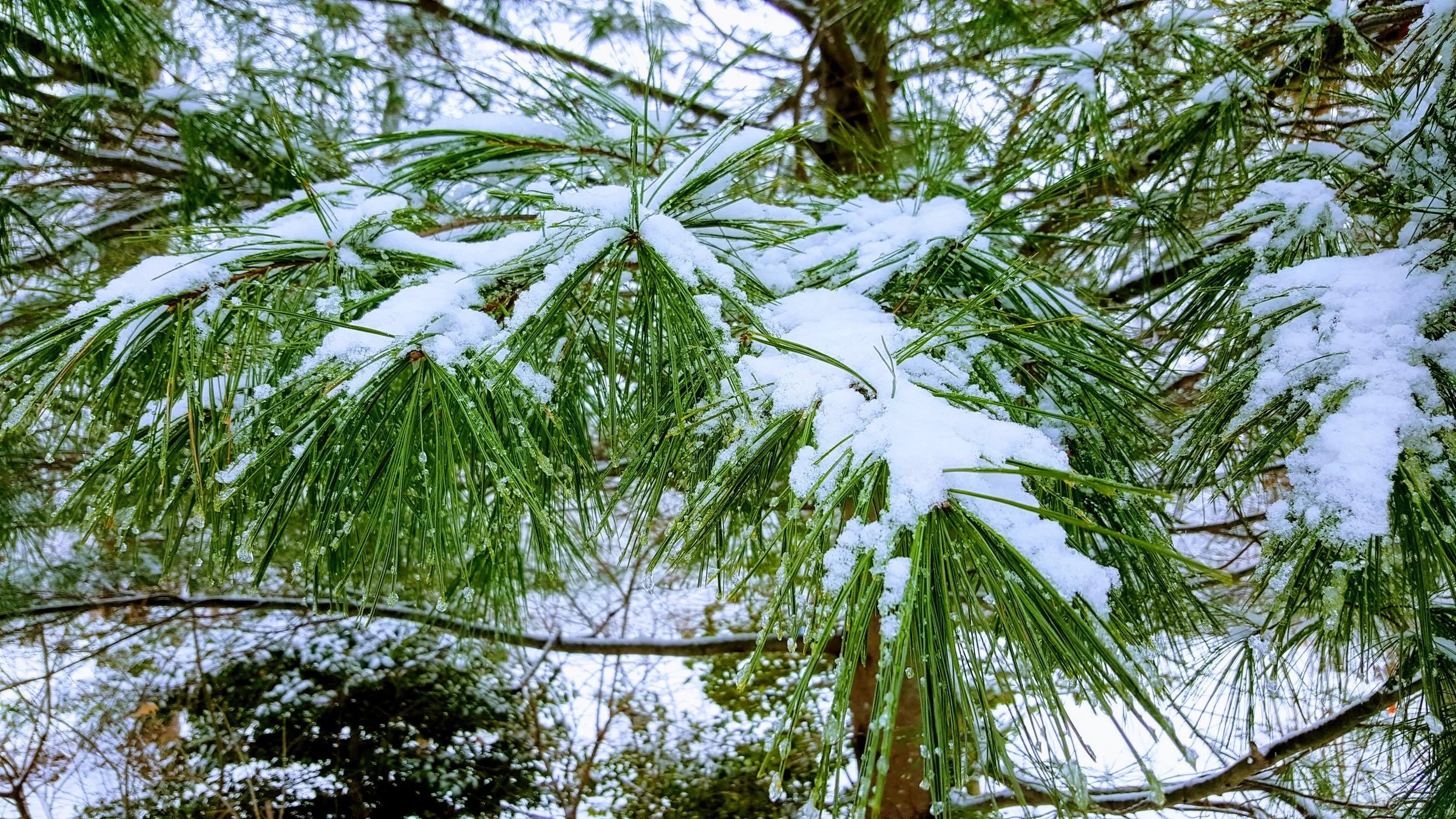 Pine.jpg