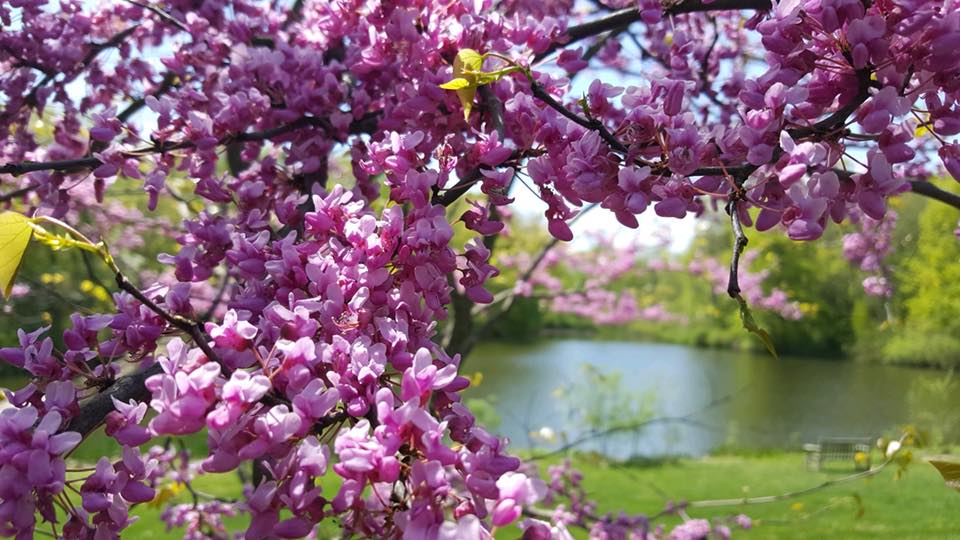 Mother's Day At Mountain Lakes