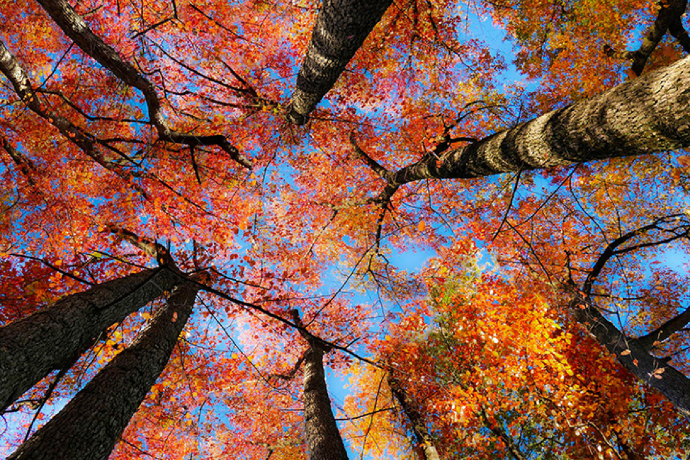 photo: “Looking in the Sky” by Samuel Vovsi