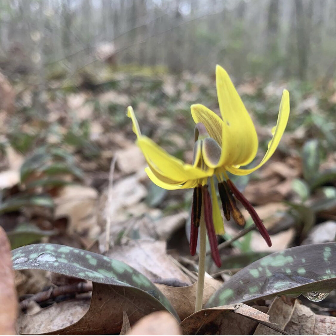  Trout Lily 