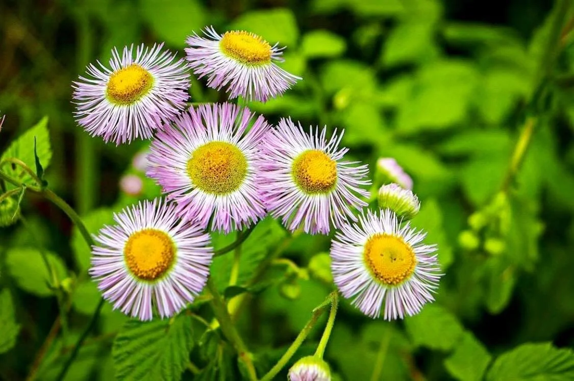 daisies.jpg