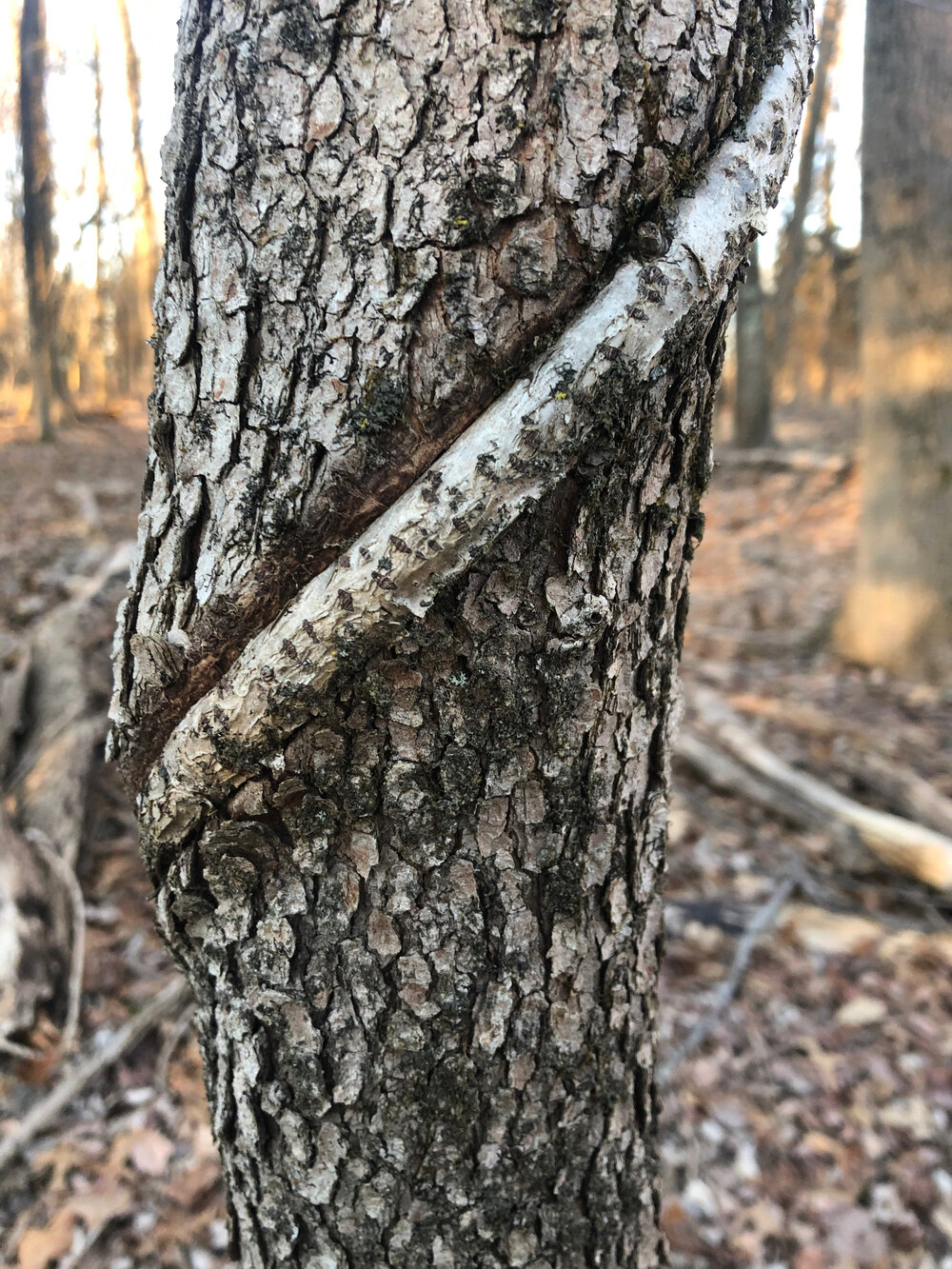 SNAKELY VINES by Matthew Ricciardi