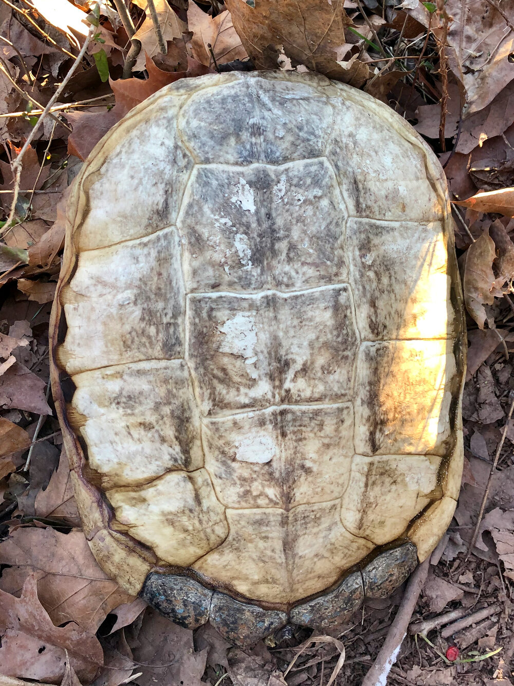 TURTLE SHELL by Nathan Ricciardi