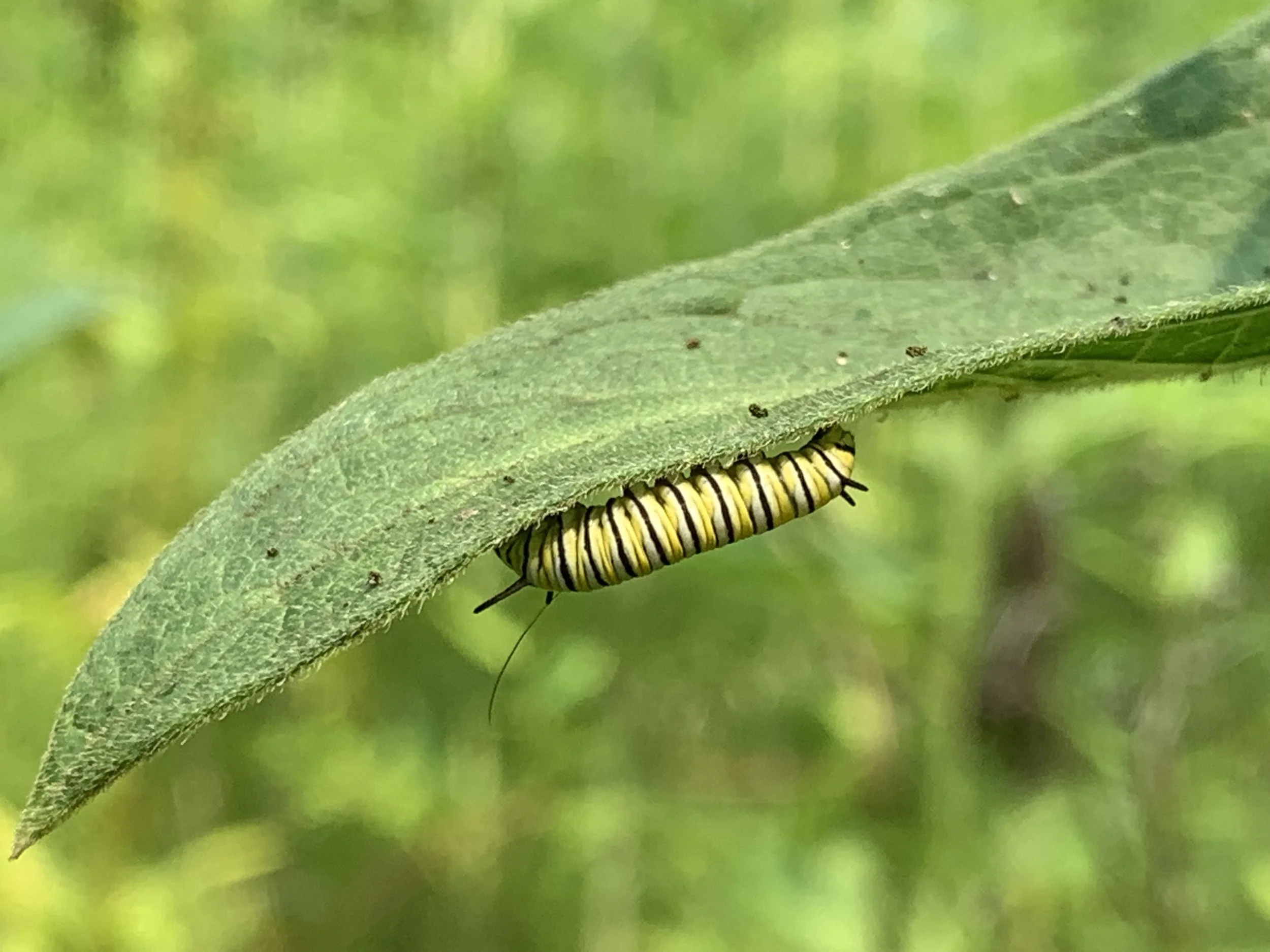 A Message from Wendy Mager, FOPOS President