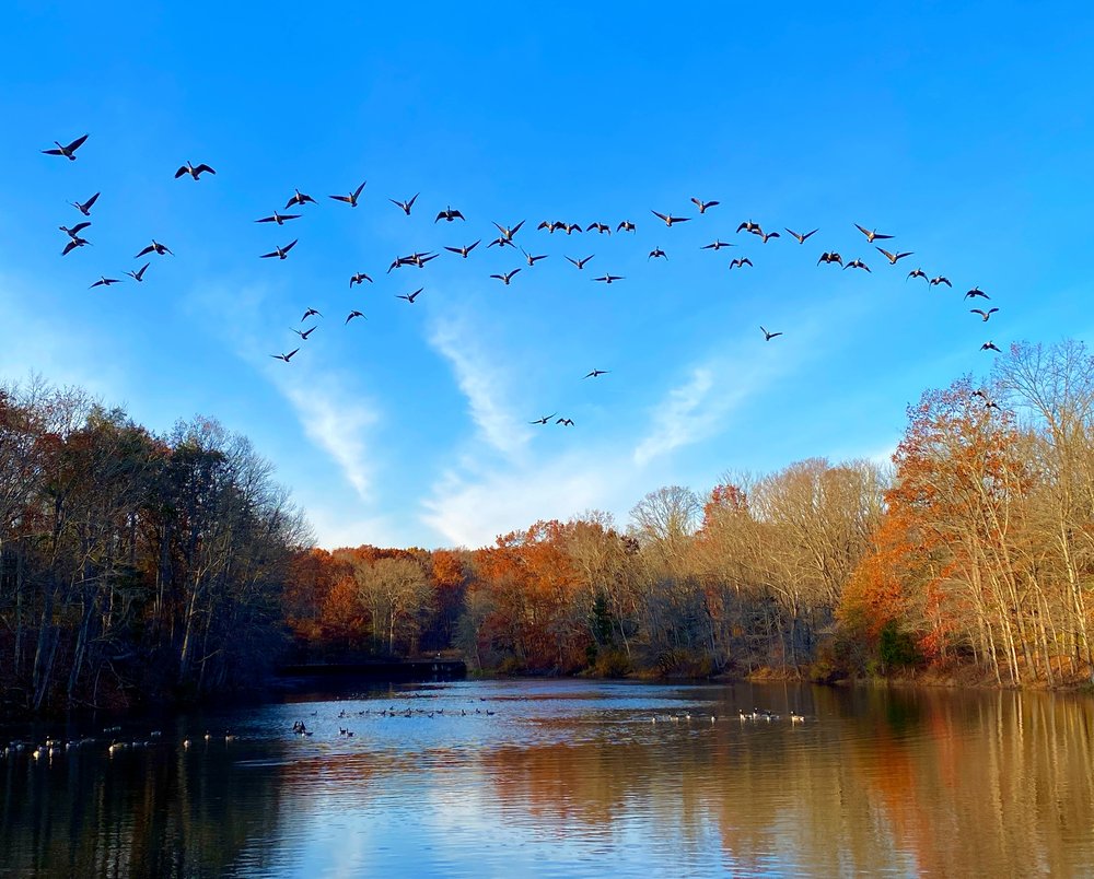 Taking Flight by Vanessa Hradsky