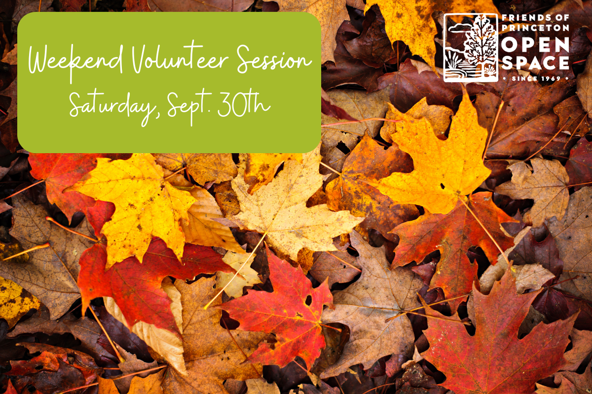 Weekend Volunteer Session // 9.30.23