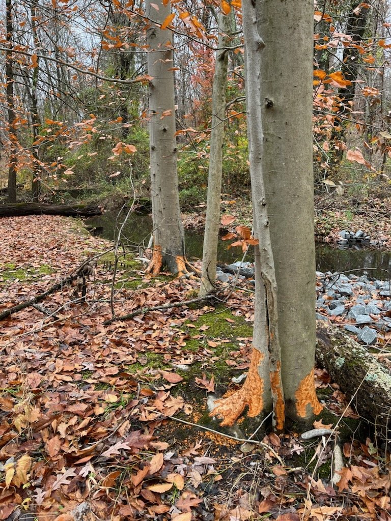 beaver damage_beech trees.jpg