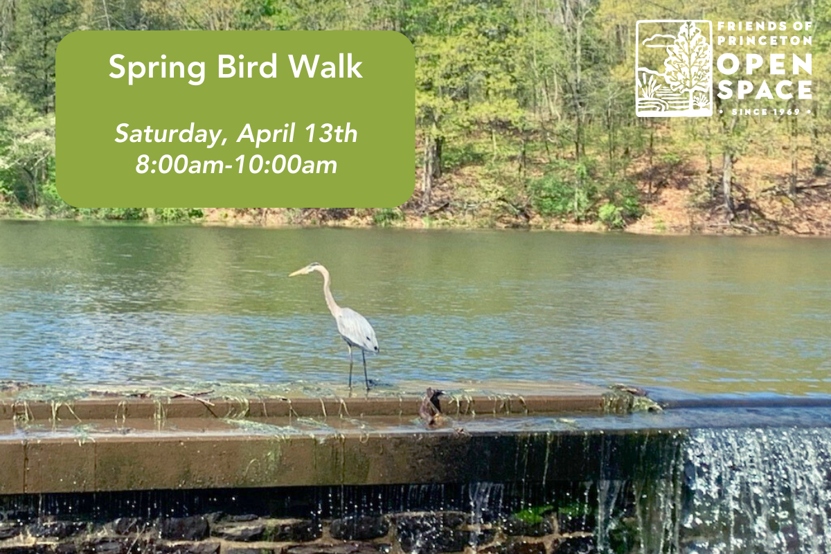 Spring Bird Walk // 4.13.24
