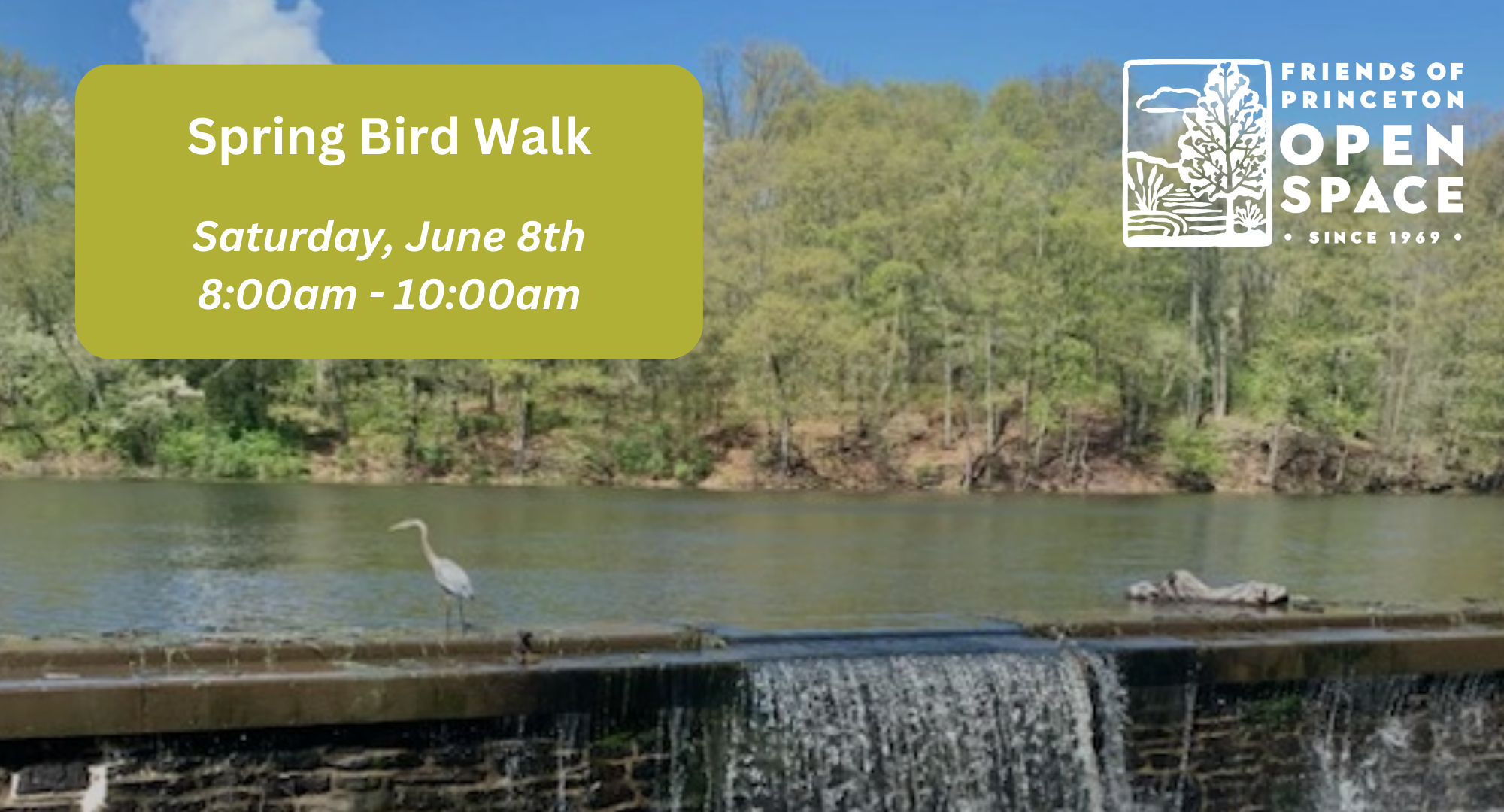 Spring Bird Walk //6.08.24