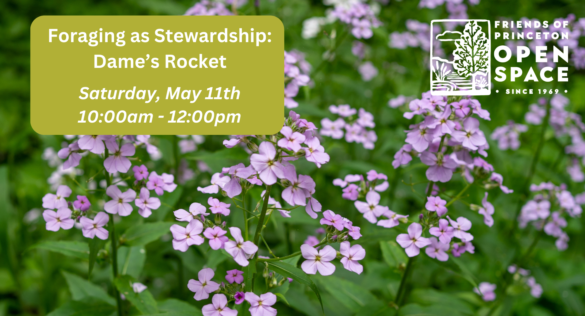 Foraging as Stewardship: Dame's Rocket // 5.11.24