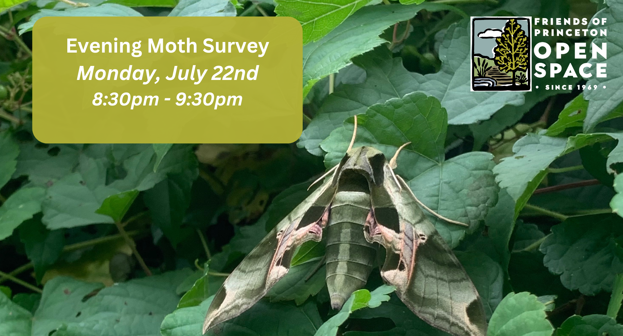 Evening Moth Survey // 7.22.24