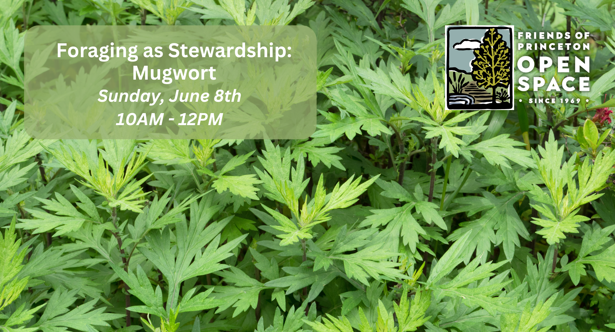 FOPOS Foraging as Stewardship: Mugwort // 6.8.25