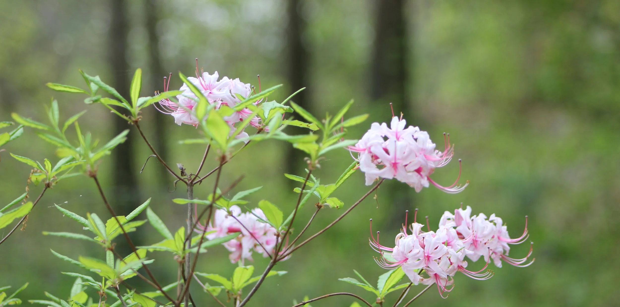 FOPOS Summer 2025 Newsletter